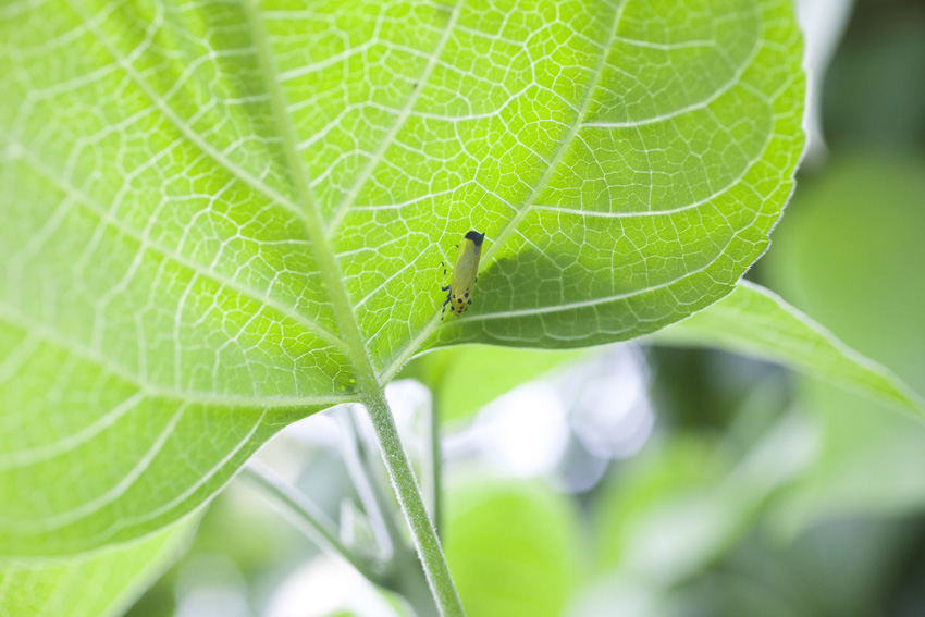 バナナ虫と葉脈_e0195168_0491767.jpg