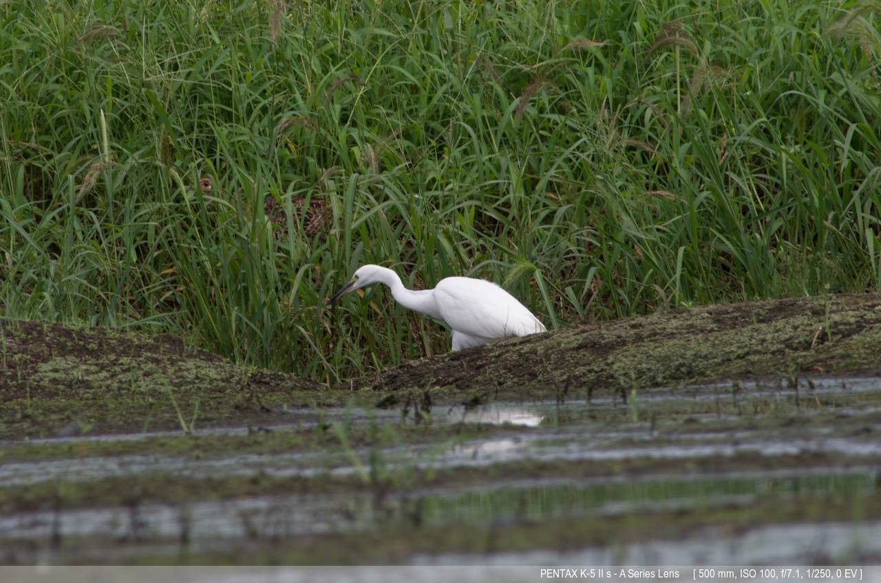 残暑の野鳥_a0150374_19525150.jpg