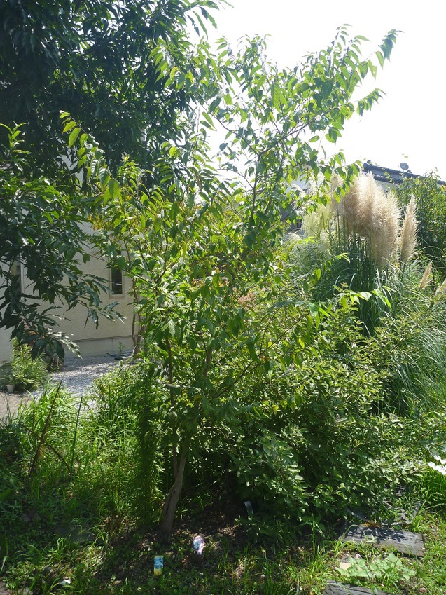 c0096287_1235376.jpg