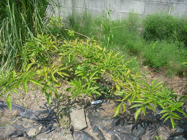 c0096287_12354592.jpg