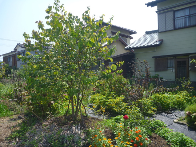 c0096287_12361229.jpg