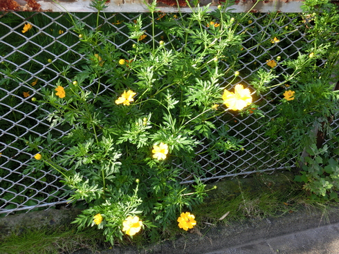 e0159192_17135092.jpg