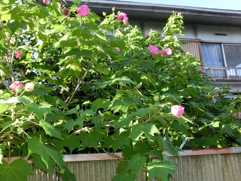 e0159192_1716287.jpg