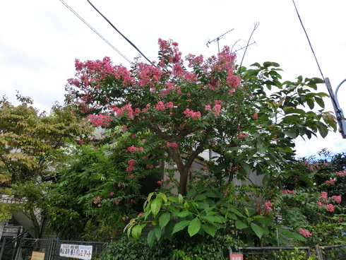 e0159192_1793360.jpg