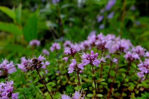 e0304001_13451703.jpg