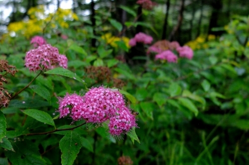 e0304001_13491155.jpg