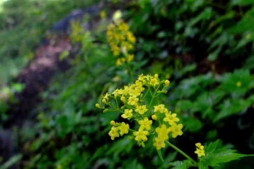 e0304001_20002110.jpg