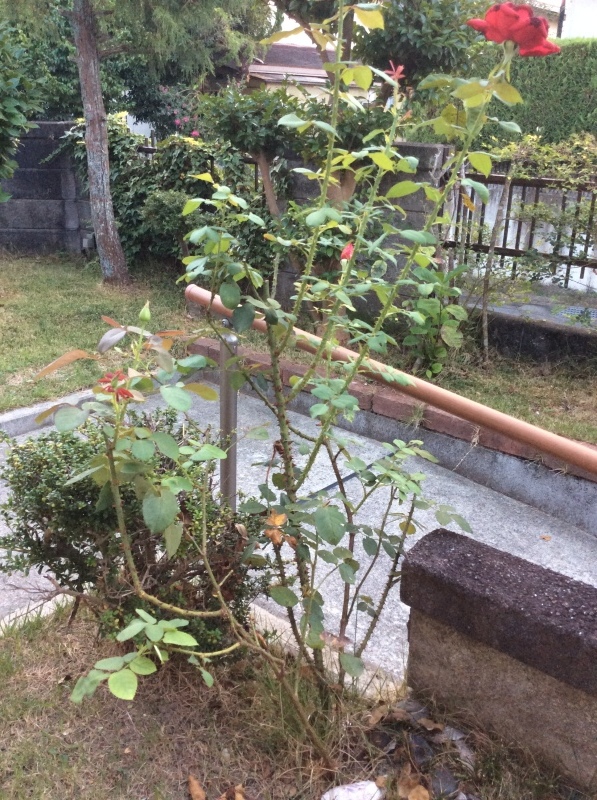 b0220002_19521681.jpeg