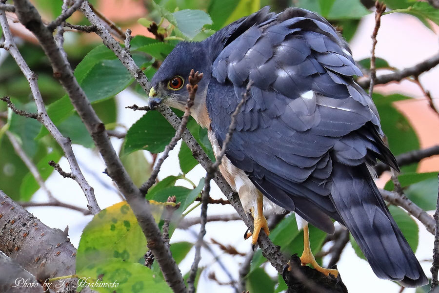 思い掛けない野鳥と出逢う_d0334006_10073303.jpg