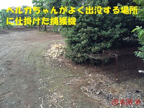 ヘルガちゃんの保護まで(その1:一度目の失敗)_f0121712_16315777.jpg