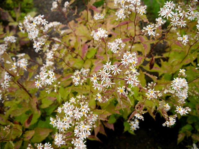 e0336214_1356199.jpg