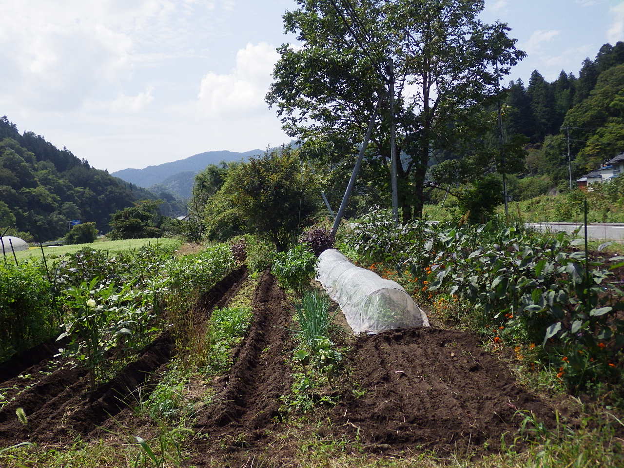 白菜の苗を定植。_c0300035_1423454.jpg