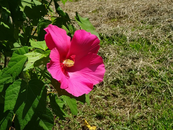 私市植物園の芙蓉とムクゲ_b0299042_19393375.jpg