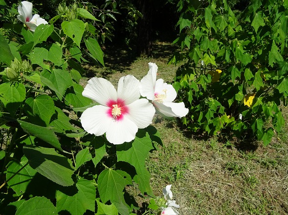 私市植物園の芙蓉とムクゲ_b0299042_19403114.jpg