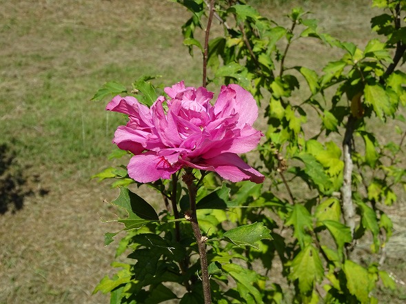 私市植物園の芙蓉とムクゲ_b0299042_19425044.jpg