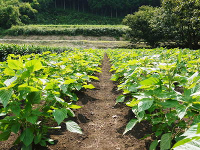 無農薬・無化学肥料で育てる「菊池水源産エゴマ」 白エゴマの花が咲きました!黒エゴマも元気に成長中!_a0254656_17374842.jpg