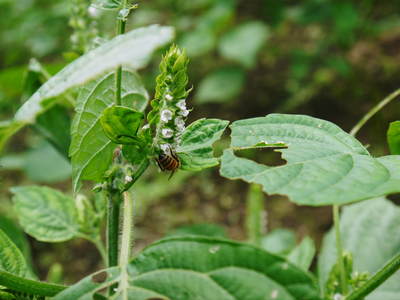 無農薬・無化学肥料で育てる「菊池水源産エゴマ」 白エゴマの花が咲きました!黒エゴマも元気に成長中!_a0254656_17513251.jpg