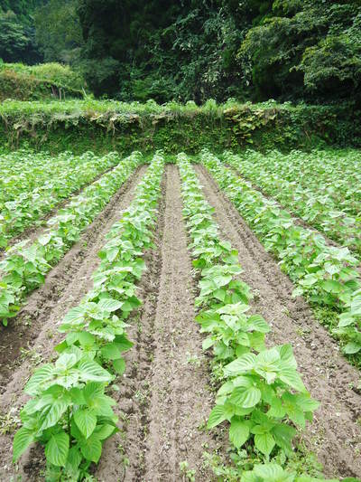 無農薬・無化学肥料で育てる「菊池水源産エゴマ」 白エゴマの花が咲きました!黒エゴマも元気に成長中!_a0254656_18265644.jpg