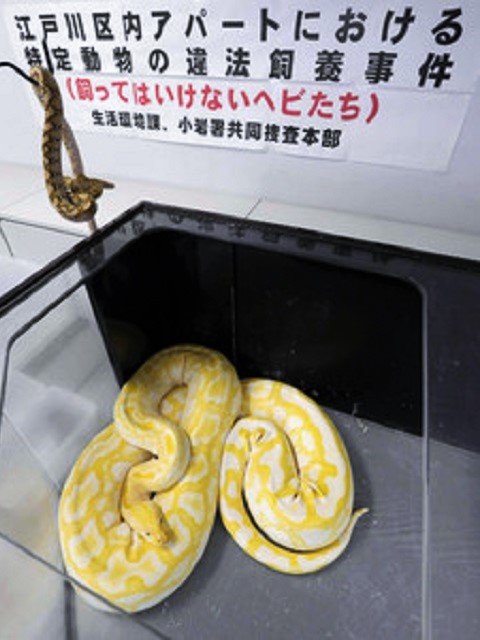 人食いヘビ 無許可飼育 ペットショップ店員書類送検 ワニガメ生態研究所