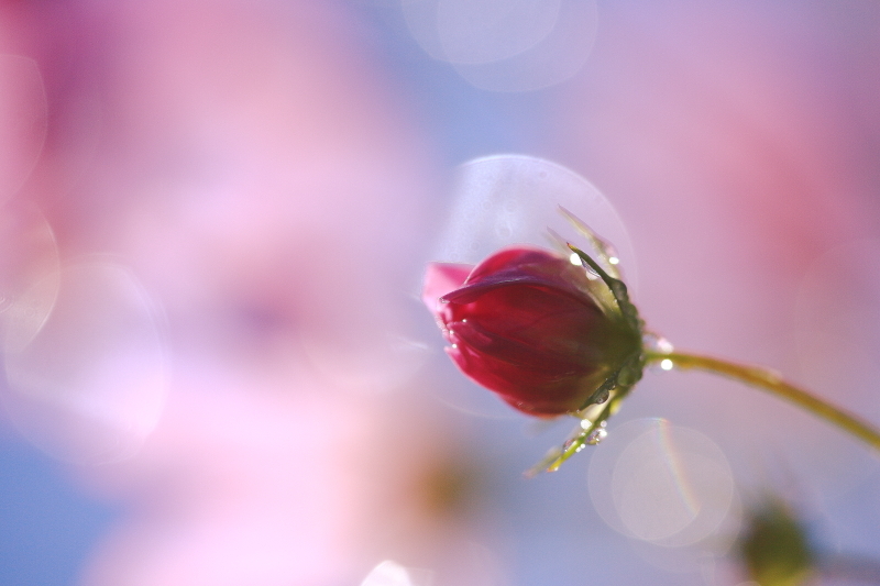 雨のち花、晴れのち蝶_f0075075_19081312.jpg