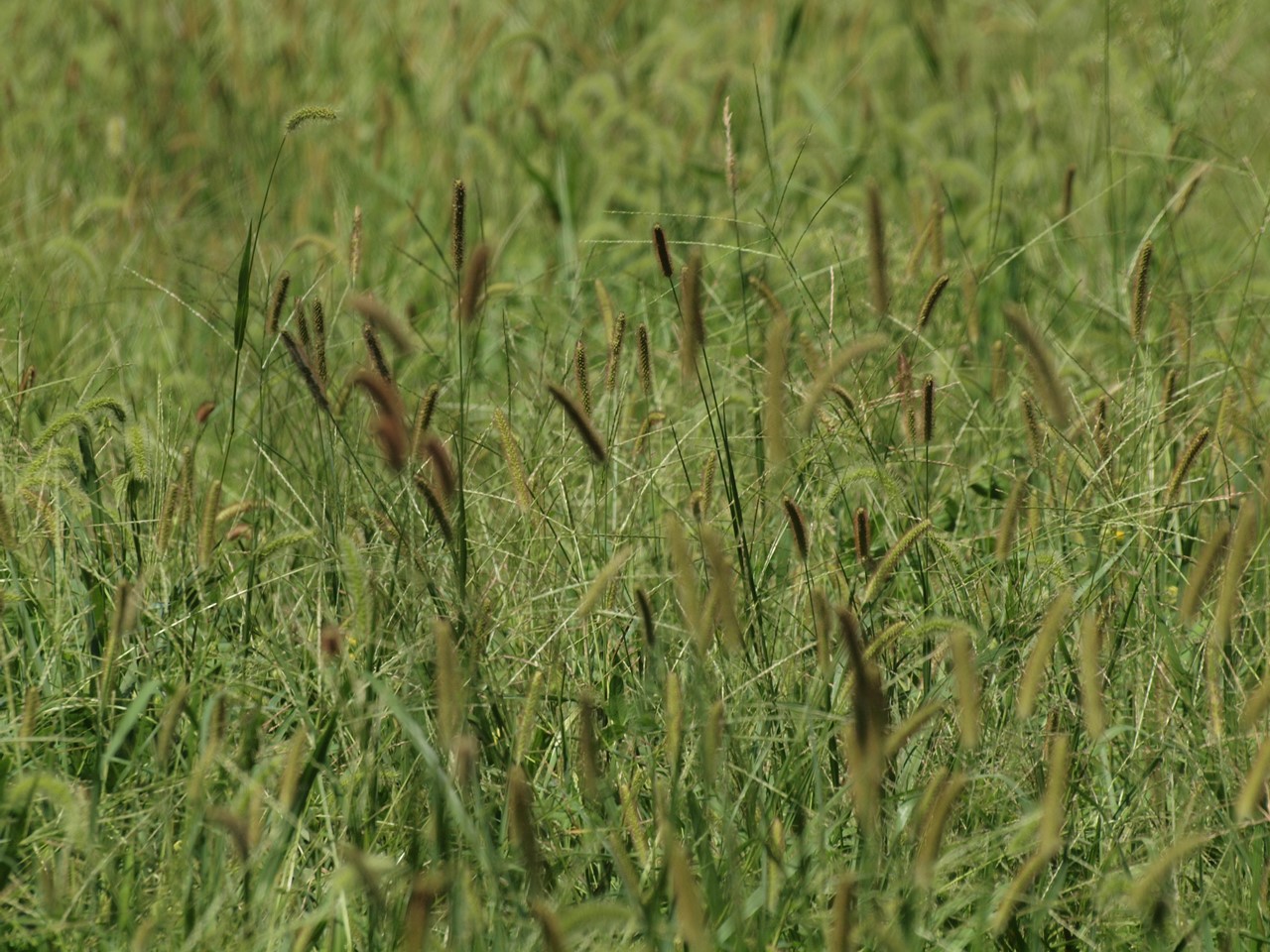 d0054276_20445660.jpg