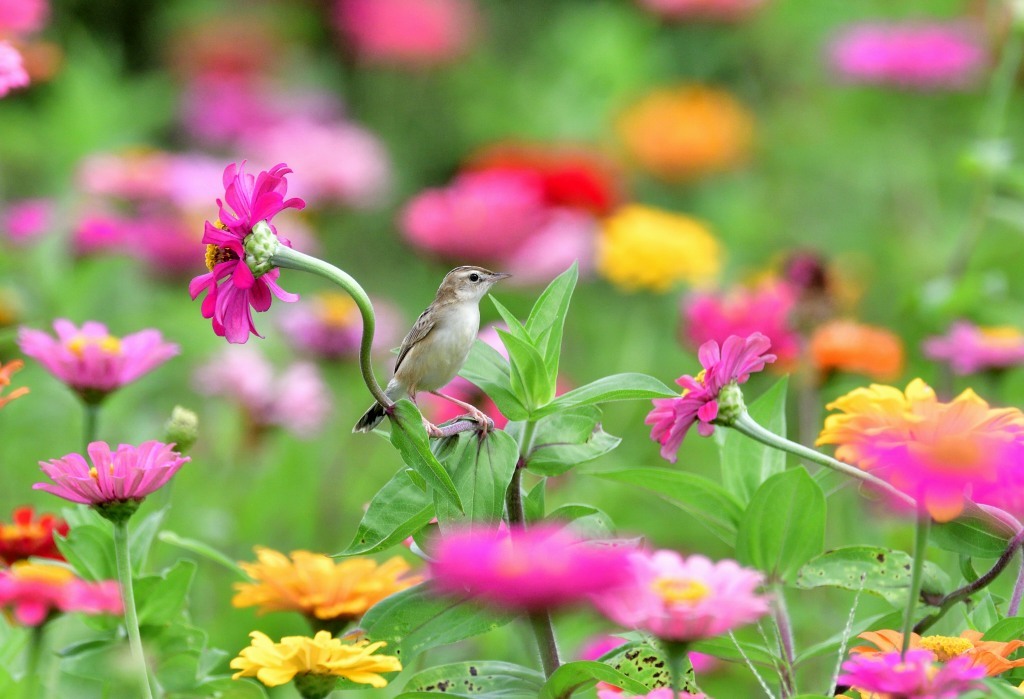 【セッカ】　　花園のセッカ_a0329277_17162743.jpg