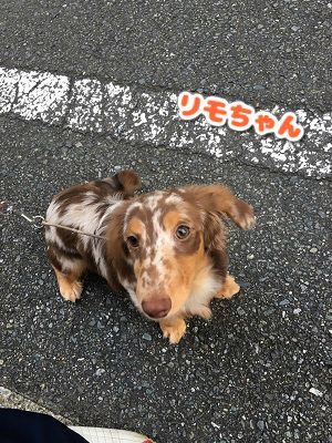 朝のおさんぽ♪_f0357682_13165759.jpg