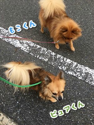 朝のおさんぽ♪_f0357682_13165792.jpg