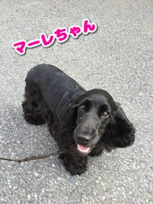 朝のおさんぽ♪_f0357682_13170261.jpg