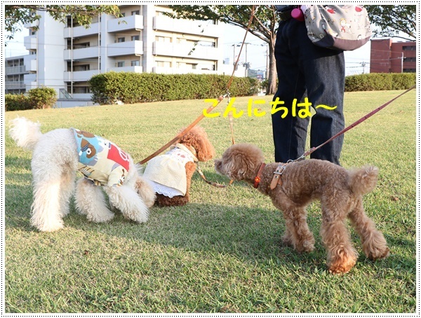 連荘での平和公園散歩、この日の大は前日と違うぞ～(v´∀`＊) ｲｴｰｲ♪_b0175688_00101947.jpg