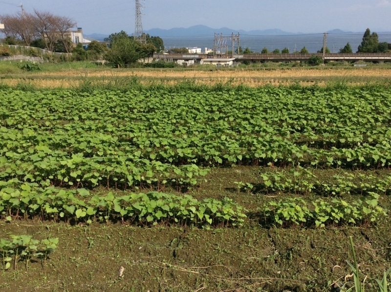 b0220002_17101490.jpeg