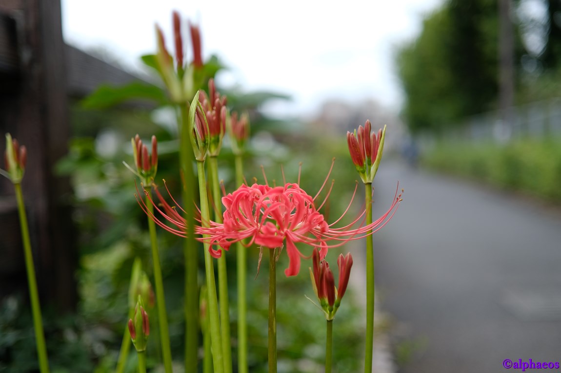 2016年9月11日　ZEISS Touit 1.8/32_a0060403_16374754.jpg