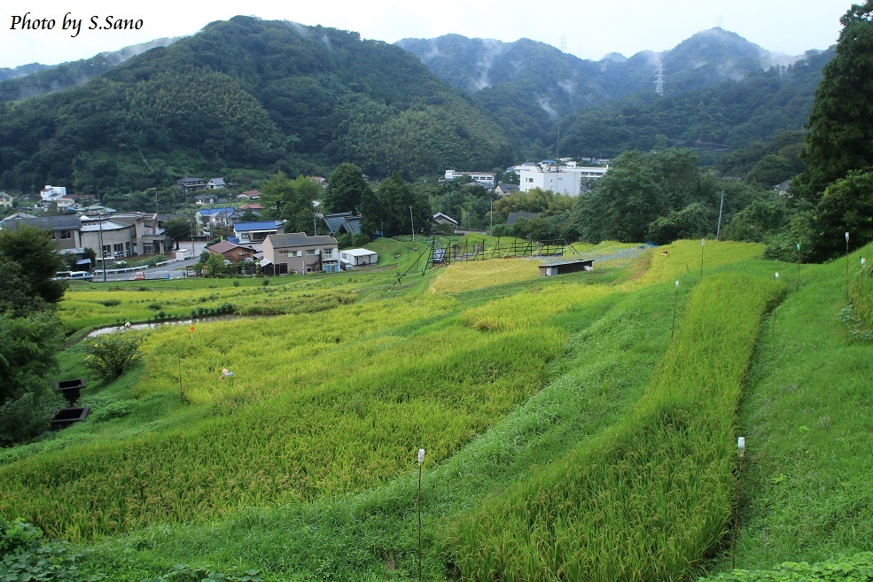 横須賀の海（2016年9月）_b0348205_21345275.jpg