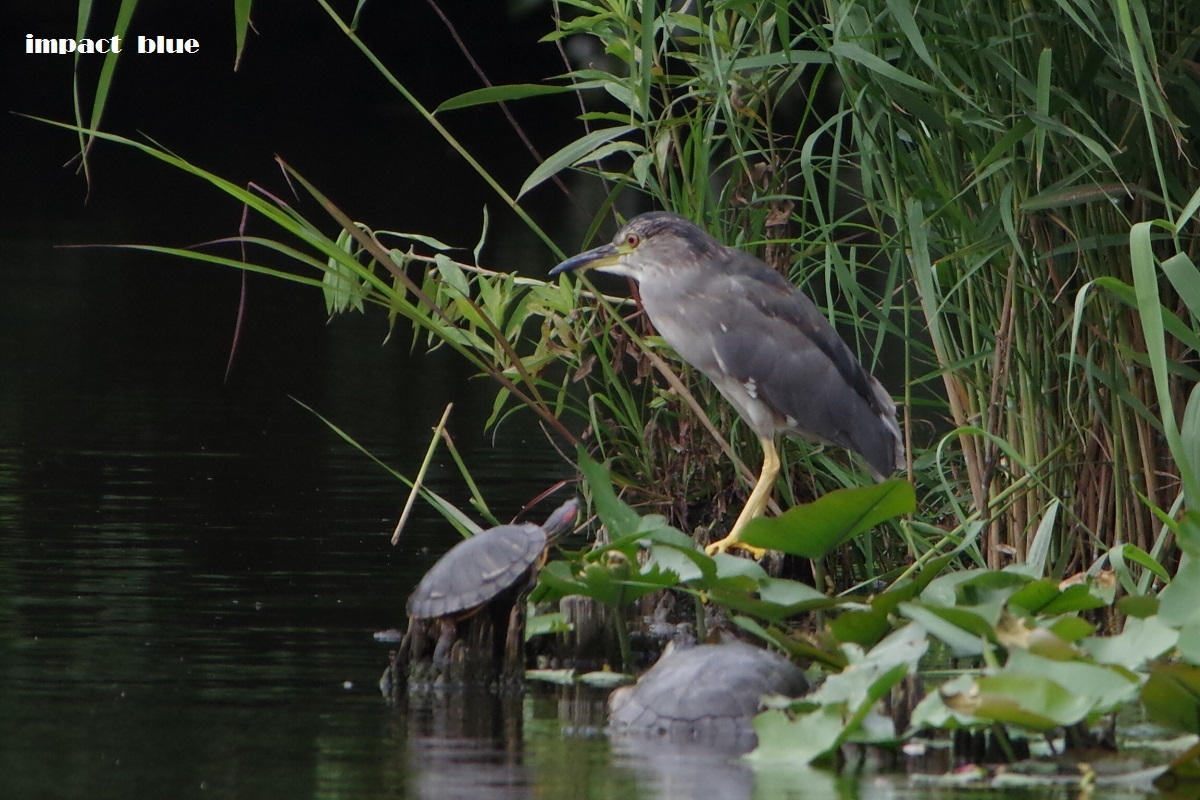 ゴイサギ（成鳥）＆ホシゴイ（幼鳥）_a0355908_18514758.jpg