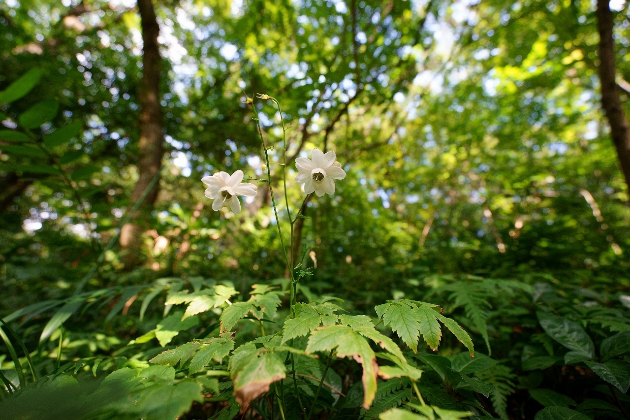 秋になりかけの野草園～前編_b0225108_22580526.jpg