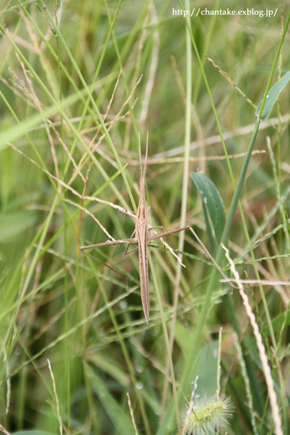 c0189013_4591145.jpg