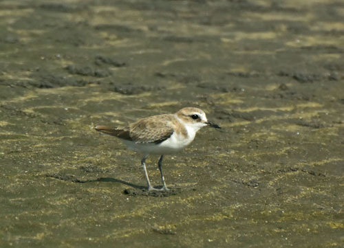 ふなばし三番瀬の旅鳥メダイチドリ Lesser Sand Plover_f0206939_22173094.jpg