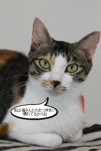 新入り保護猫が来て他の保護猫さん達は？_e0151545_20222582.jpg