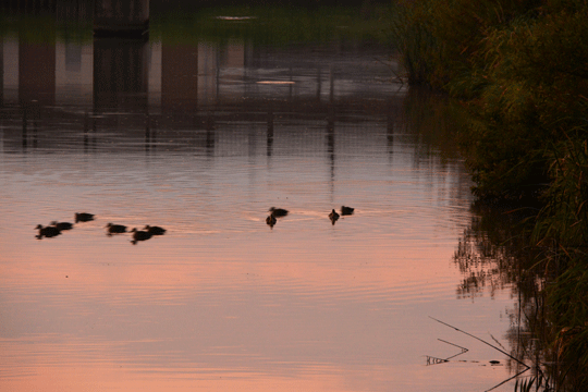 馬事公園付近にて_c0093046_17495219.gif