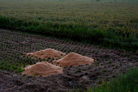 c0093046_1750827.gif