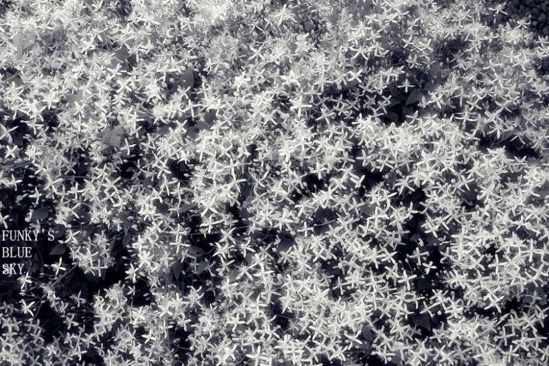 c0145250_17030772.jpg