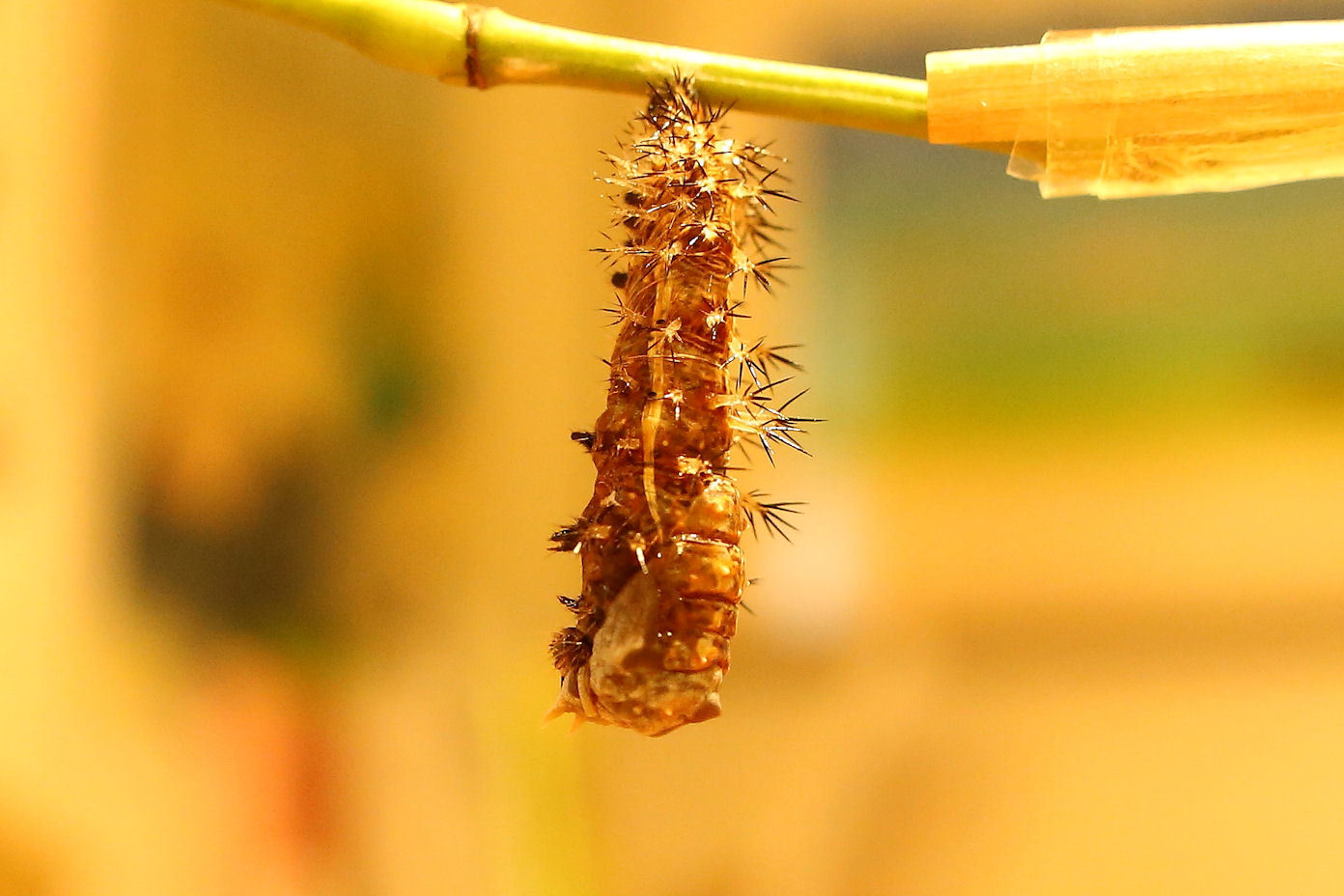 ルリタテハ蛹化の瞬間 千葉県松戸市 Butterfly Dragonfly ルリタテハ蛹化の瞬間 千葉県松戸市 Butterfly Dragonfly
