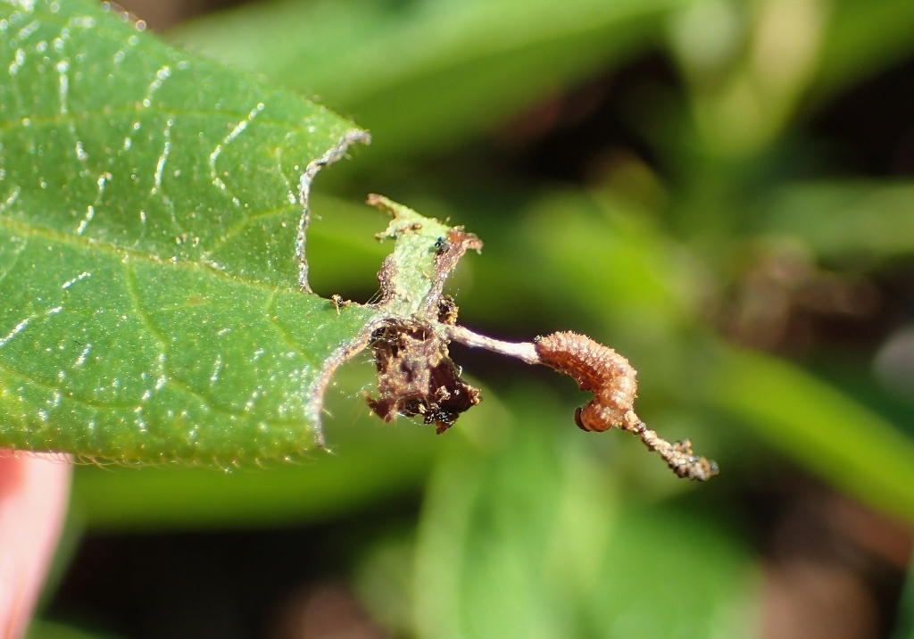 キタテハの幼虫から蛹、成虫_e0224357_22121407.jpg