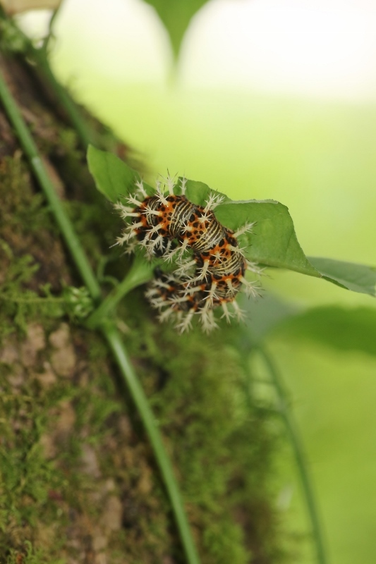 キタテハの幼虫から蛹、成虫_e0224357_22214548.jpg