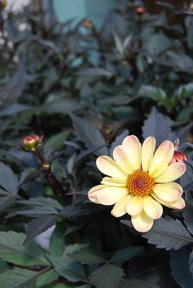 秋のお花 コスモス_a0201358_13213871.jpg