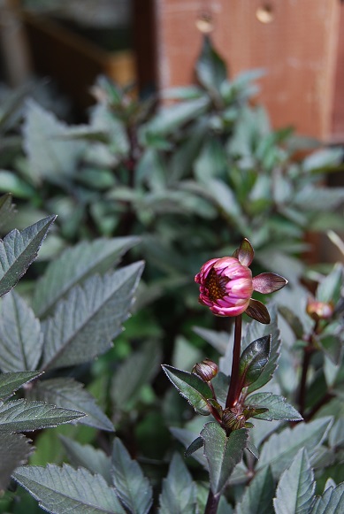 秋のお花 コスモス_a0201358_1321668.jpg