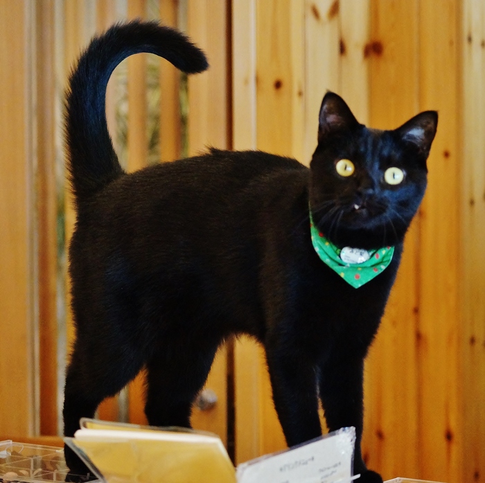 世界初 唯一の黒猫onlyの猫カフェ Cat Cafe ねこびやか 黒猫cm 姫路 たんぶーらんの戯言 世界初 唯一の黒猫onlyの猫カフェ Cat Cafe ねこびやか 黒猫cm 姫路 たんぶーらんの戯言