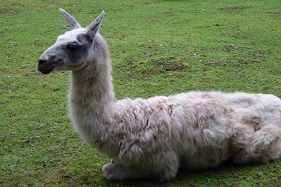 おびひろ動物園 ラマ 雪丸 死ぬ 本別ブログ ふるさと 東京本別会