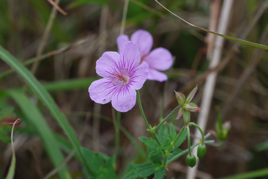 里の蝶しかいなかった山のお花畑_e0167571_23132838.jpg