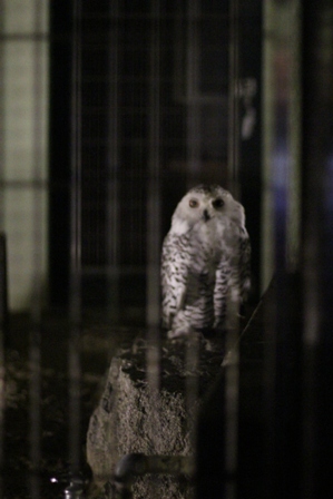 夜の動物園に行ってきました!_b0214473_8303266.jpg